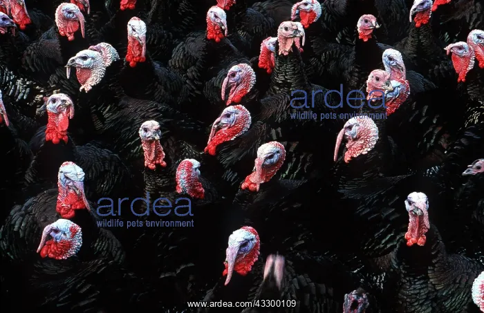  : TURKEY - lots in free range pen