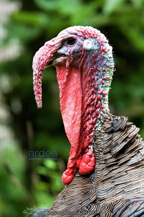 : Turkey - male : Turkey - male