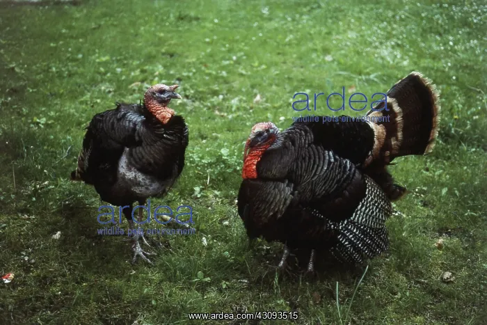 : Turkey Male and Female : Turkey Male and Female