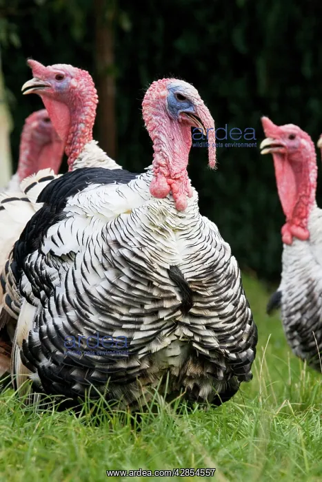  : Turkey - male with female turkeys in background