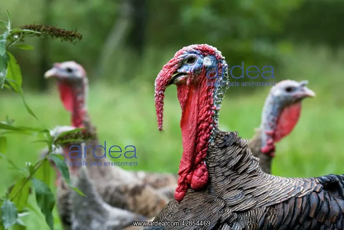 : Turkey - male in foreground with two female turkeys : Turkey - male in foreground with two female turkeys