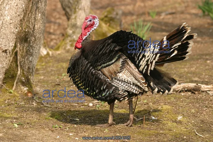: Turkey male France : Turkey male France