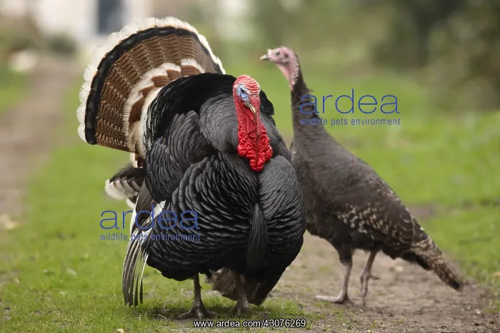 : Turkey male parading in front of a female Netherland : Turkey male parading in front of a female Netherland