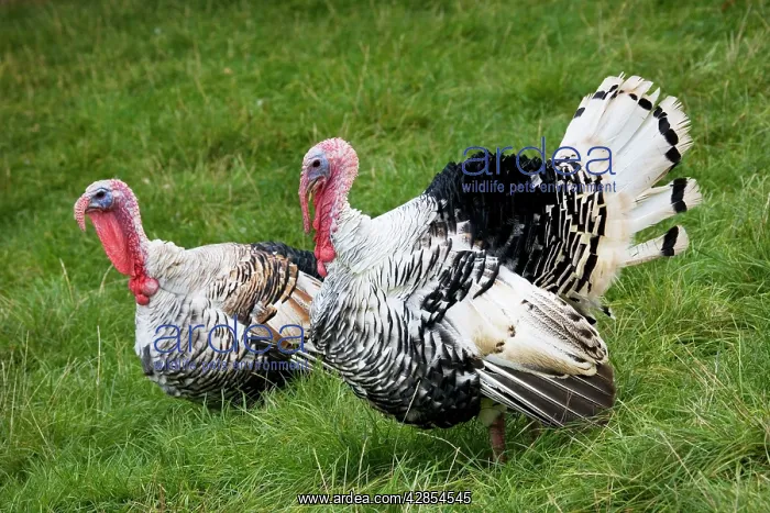 : Turkey - male parading before female turkey : Turkey - male parading before female turkey