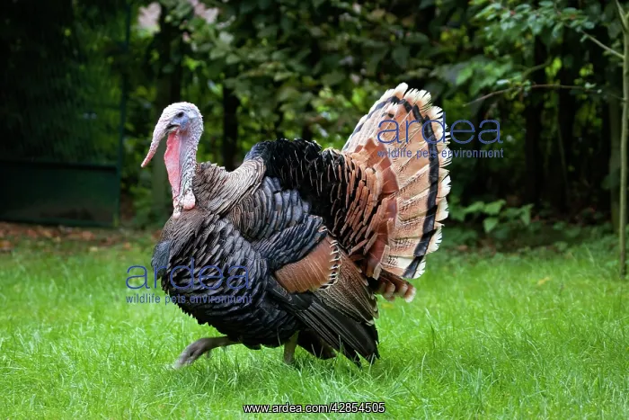 : Turkey - male parading with spread tail : Turkey - male parading with spread tail