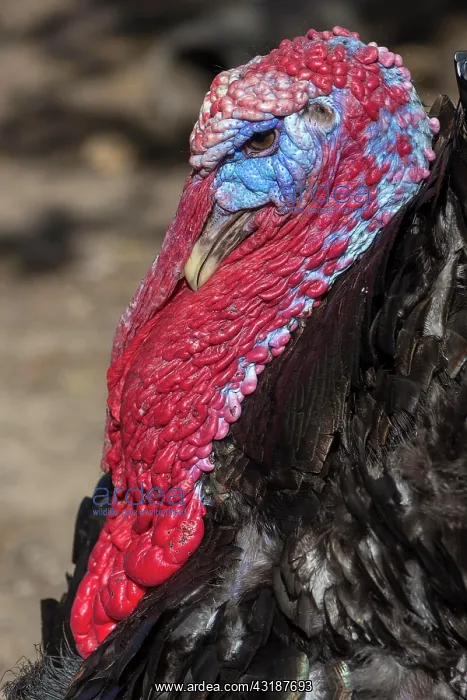  : Turkey (Meleagris gallopavo), portrait, Bavaria