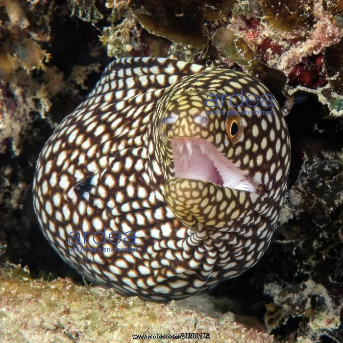 : Turkey moray (Gymnothorax meleagris) comes out o : Turkey moray (Gymnothorax meleagris) comes out o