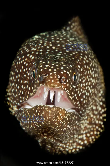 : Turkey moray (Gymnothorax meleagris) with open mouth : Turkey moray (Gymnothorax meleagris) with open mouth