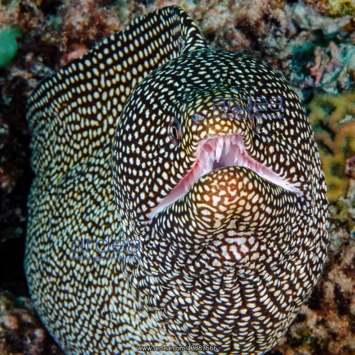 : Turkey moray (Gymnothorax meleagris) with slightly : Turkey moray (Gymnothorax meleagris) with slightly