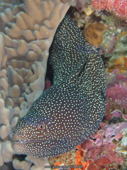 : Turkey moray (Gymnothorax meleagris), Sodwana Bay : Turkey moray (Gymnothorax meleagris), Sodwana Bay