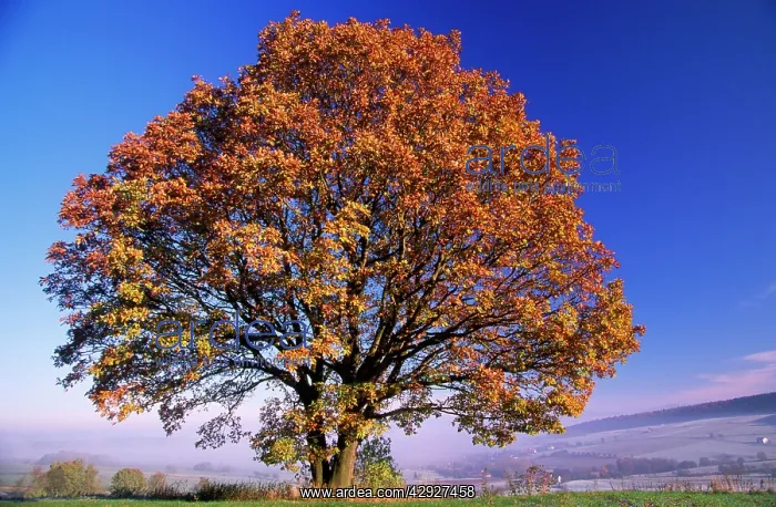 : Turkey OAK tree - Autumn colour : Turkey OAK tree - Autumn colour