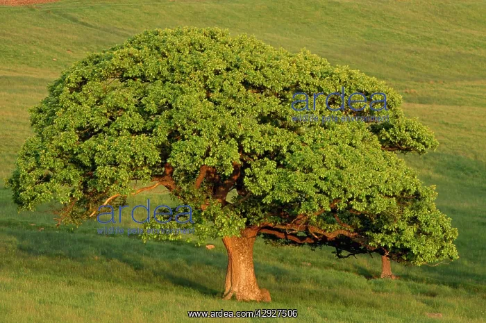 : Turkey OAK tree - In summer on pasture land, evening light : Turkey OAK tree - In summer on pasture land, evening light