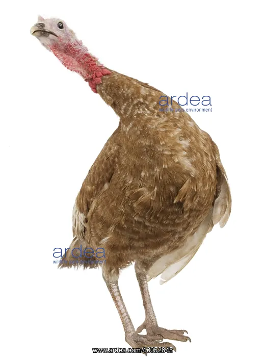 : Turkey red of the Bulge : Turkey red of the Bulge