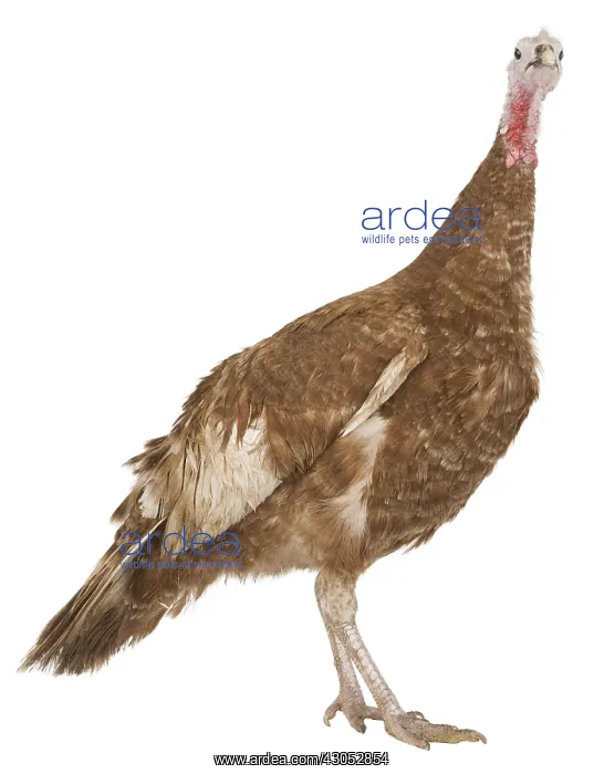 : Turkey red of the Bulge : Turkey red of the Bulge
