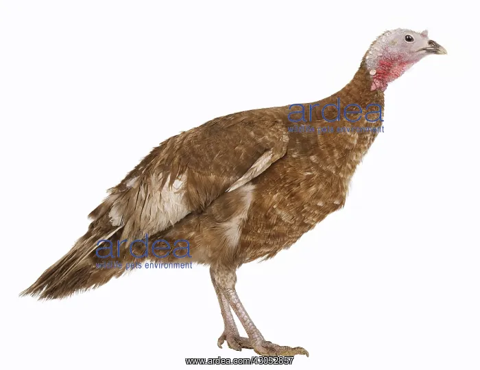 : Turkey red of the Bulge : Turkey red of the Bulge