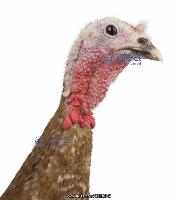 : Turkey red of the Bulge Portrait : Turkey red of the Bulge Portrait