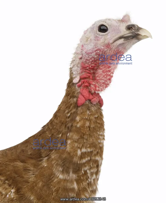 : Turkey red of the Bulge Portrait : Turkey red of the Bulge Portrait