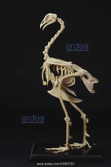 : Turkey Skeleton : Turkey Skeleton