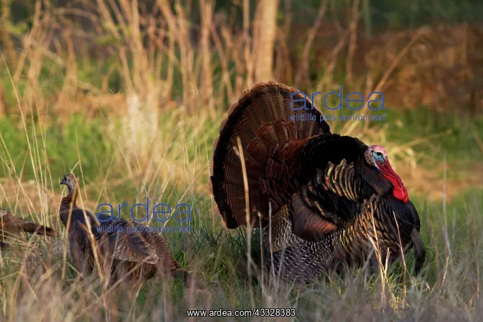 : Turkey Tom Displaying to Hen : Turkey Tom Displaying to Hen