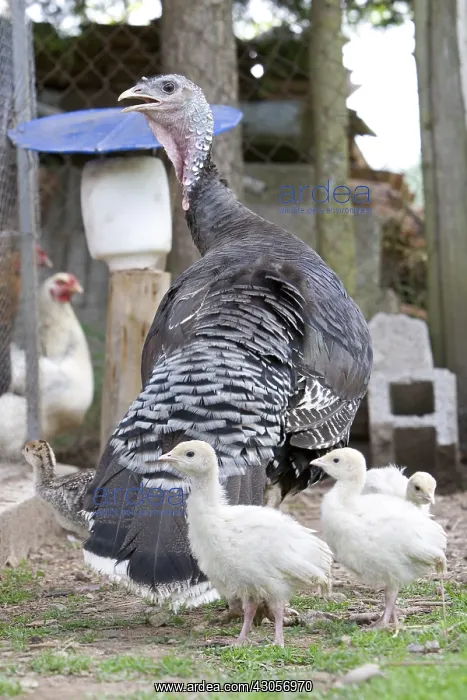 : Turkey and turkey in the backyard in the Vosges : Turkey and turkey in the backyard in the Vosges
