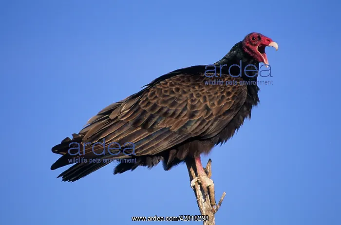 : Turkey Vulture : Turkey Vulture