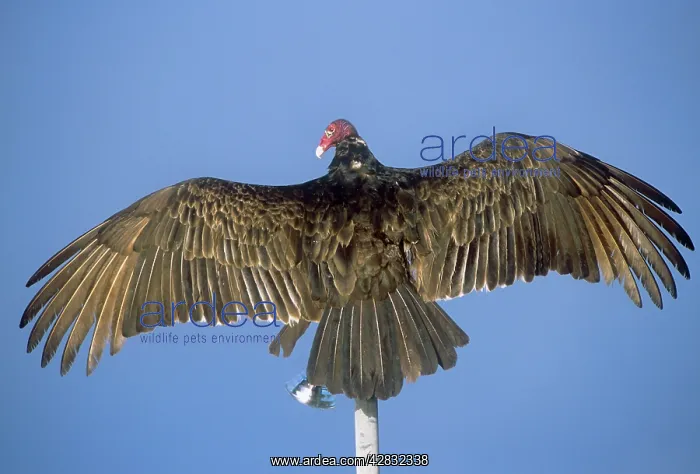 : Turkey Vulture : Turkey Vulture