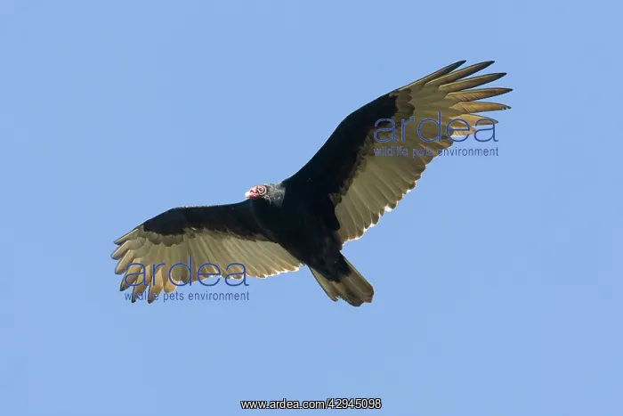 : Turkey Vulture : Turkey Vulture