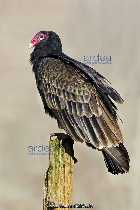  : Turkey Vulture