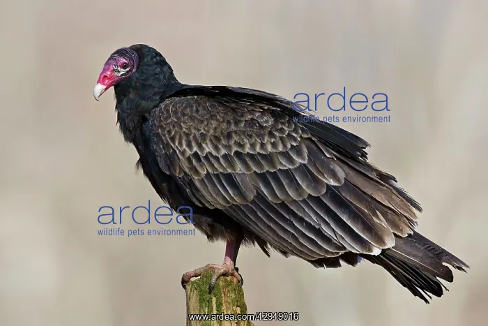  : Turkey Vulture