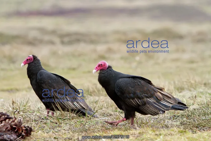 : Turkey Vulture : Turkey Vulture
