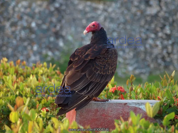 : Turkey Vulture : Turkey Vulture