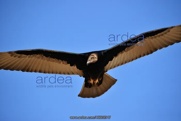 : Turkey Vulture : Turkey Vulture