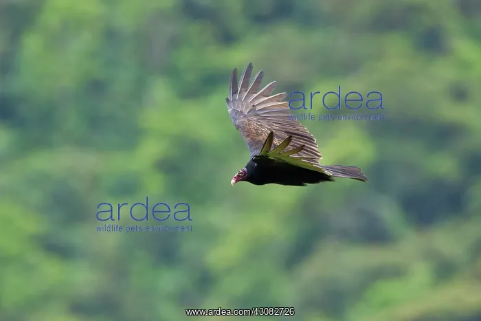 : Turkey Vulture : Turkey Vulture
