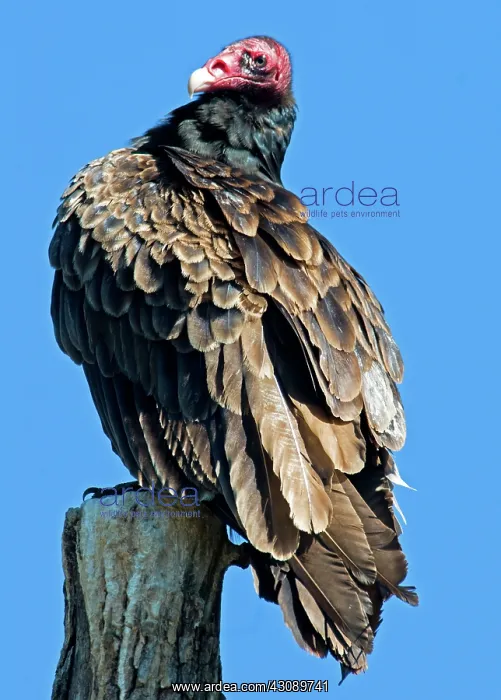 : Turkey Vulture : Turkey Vulture