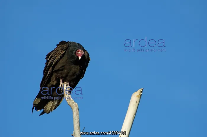 : Turkey vulture : Turkey vulture
