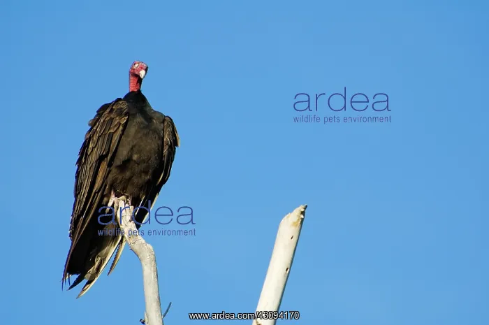: Turkey vulture : Turkey vulture