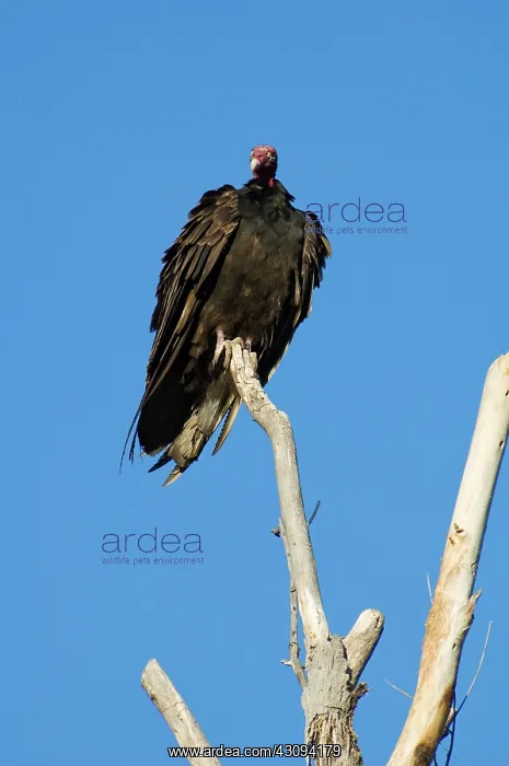 : Turkey vulture : Turkey vulture