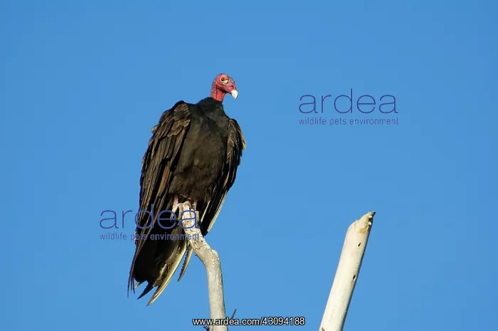 : Turkey vulture : Turkey vulture