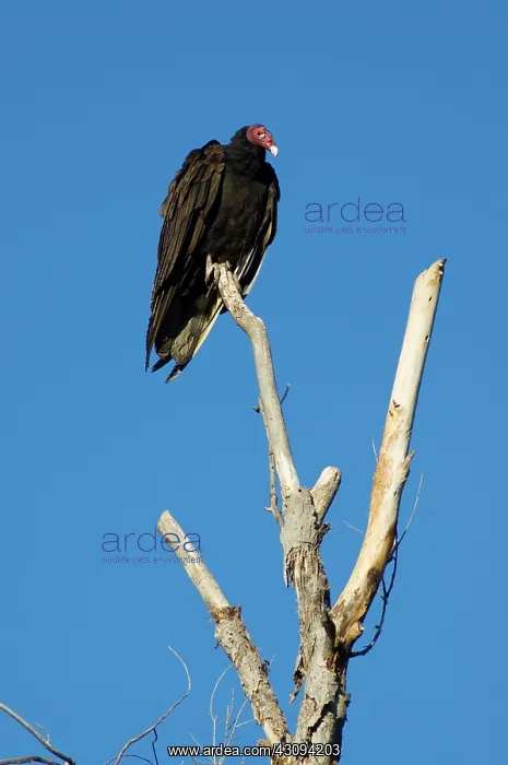 : Turkey vulture : Turkey vulture