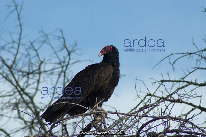 : Turkey vulture : Turkey vulture