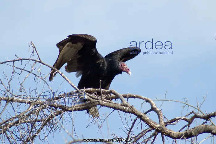 : Turkey vulture : Turkey vulture