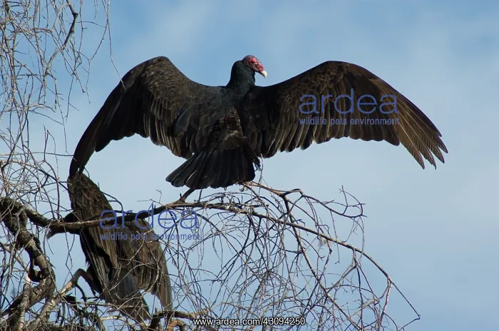 : Turkey vulture : Turkey vulture