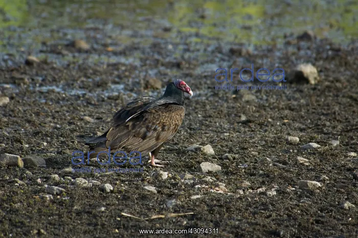 : Turkey vulture : Turkey vulture