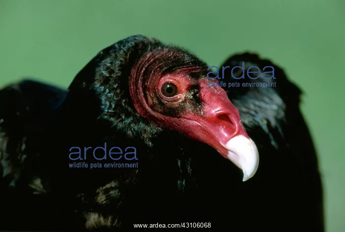 : Turkey Vulture : Turkey Vulture