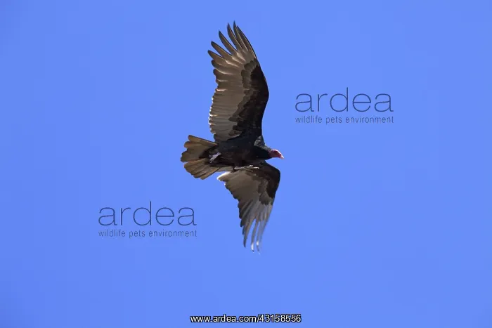 : Turkey Vulture : Turkey Vulture