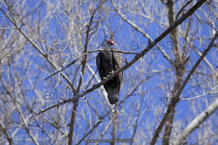 : Turkey Vulture : Turkey Vulture