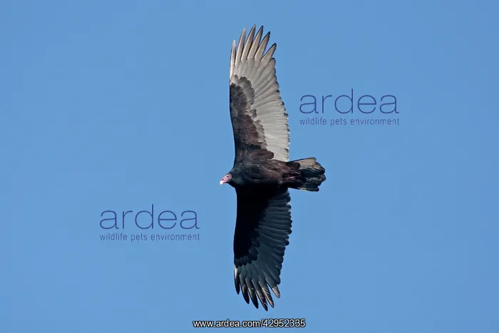 : Turkey Vulture - adult in flight : Turkey Vulture - adult in flight