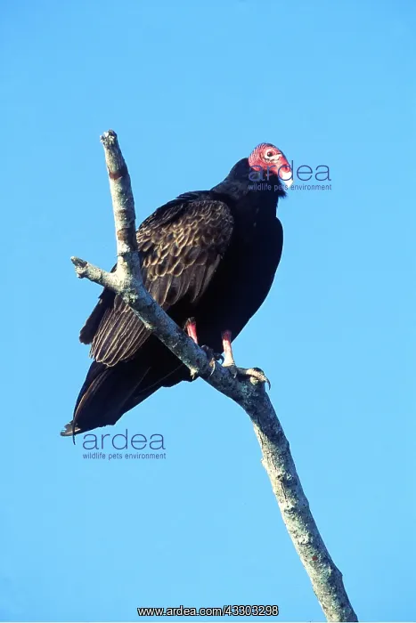 : TURKEY VULTURE - adult, perched on branch : TURKEY VULTURE - adult, perched on branch