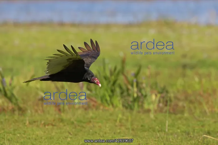 : Turkey Vulture approaching kill : Turkey Vulture approaching kill