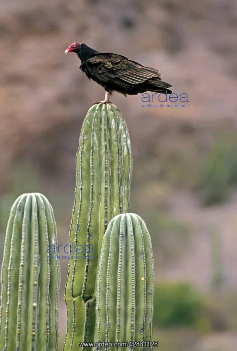 : Turkey Vulture - on Cardon Cactus : Turkey Vulture - on Cardon Cactus
